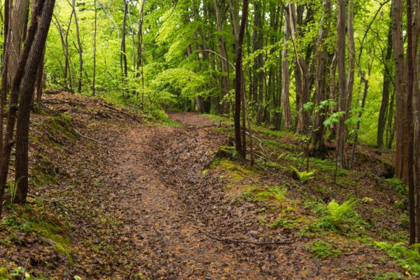 The Enrico Romanazzi trail